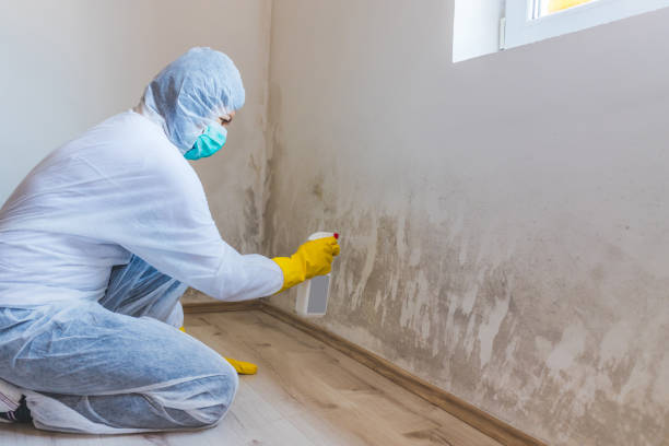 Licensed Basement Mold Remediation service in Hampstead, NC - WQB Mold Removal