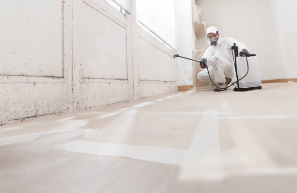24/7 Emergency Basement Mold Remediation experts in Hampstead, NC