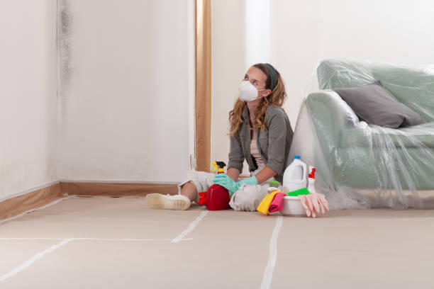 Reliable Basement Mold Remediation contractor in Hampstead, NC by WQB Mold Removal